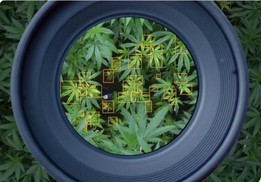 Neatleaf AI Vision